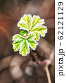 Twig with fresh green leaves covered by frost 62121129