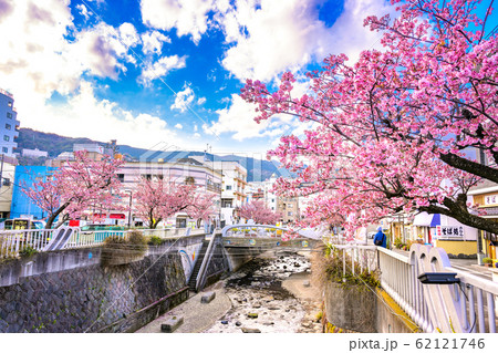 熱海 糸川沿いの熱海桜 熱海 糸川沿いの熱海桜 62121746