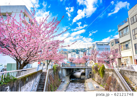 熱海　糸川沿いの熱海桜 62121748
