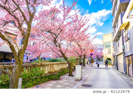 熱海 糸川沿いの熱海桜 熱海 糸川沿いの熱海桜 62122679