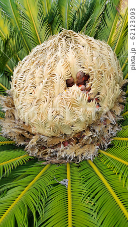 Cone with fruits of female cycas revoluta Cone with fruits of female cycas revoluta 62123093