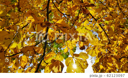 Beautiful yellow autumn leaves of chestnut Beautiful yellow autumn leaves of chestnut 62123097