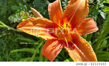 Beautiful bright Orange day-lily on a sunny summer 62123103