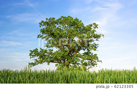 Single oak tree between agricultural fields under 62123305