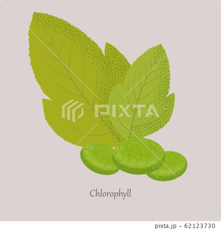 Chlorophyll is a green photosynthetic pigment in the leaves of plants. 62123730