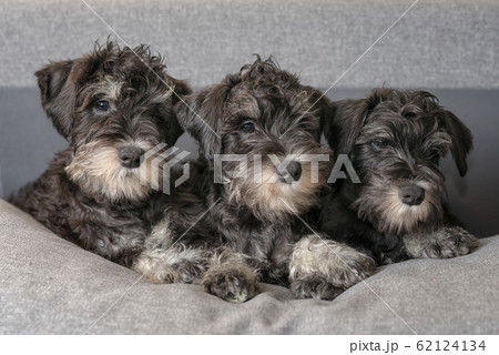 Three miniature schnauzer puppies lay on the sofa 62124134