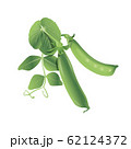 Two pea pods with green leaves on a white 62124372