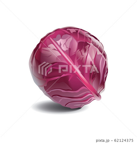 Red cabbage isolated on white background 62124375