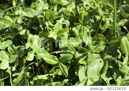 clover without flowers 62125618