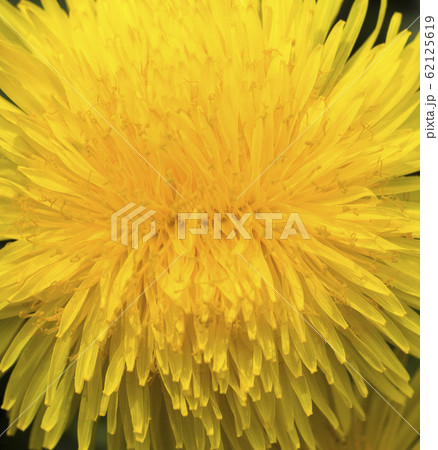 yellow beautiful dandelions 62125619