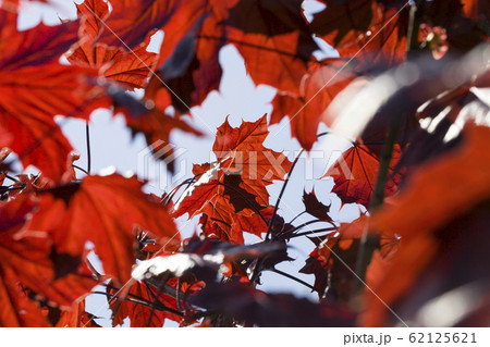 red maple leaves 62125621
