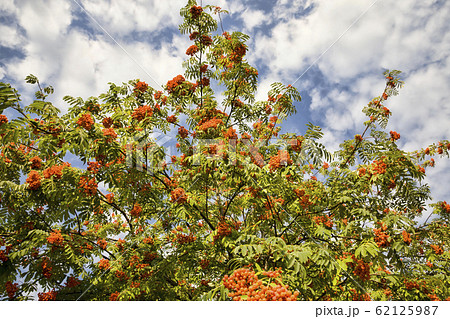 red Rowan berries red Rowan berries 62125987
