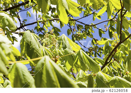 growing trees 62126058