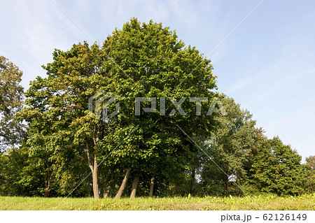 real nature real nature 62126149