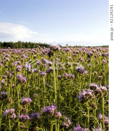 purple flowers, sky purple flowers, sky 62126291