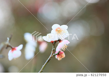 白梅の花　雪月花 62127050