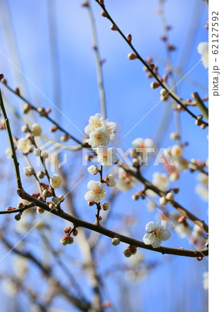 白梅の花　南高 62127592