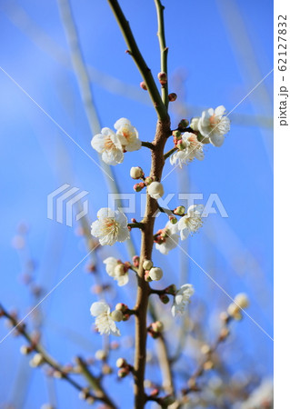 白梅の花　南高 62127832