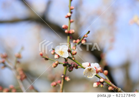白梅の花　白梅一重 62127840