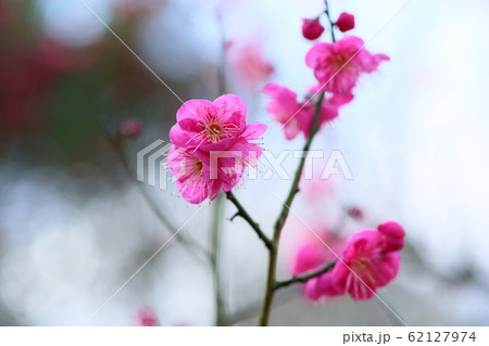 梅の花　一重寒紅 62127974