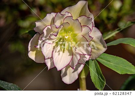 クリスマスローズ　 62128347