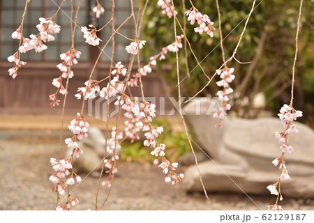 枝垂桜と石像 枝垂桜と石像 62129187
