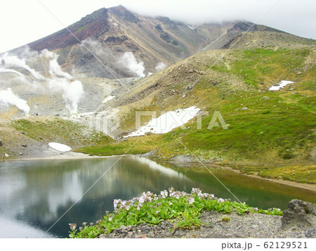 大雪山系 旭岳の高山植物 大雪山系 旭岳の高山植物 62129521