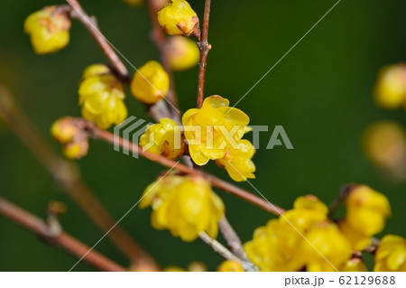 ロウバイ ロウバイ 62129688