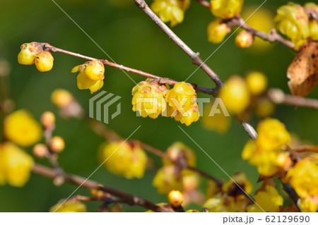 ロウバイ 62129690