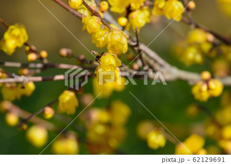 ロウバイ 62129691