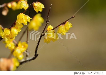 ロウバイ 62129693