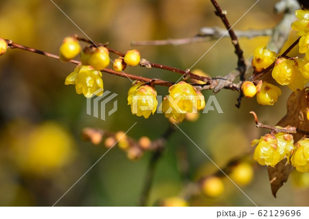 ロウバイ 62129696