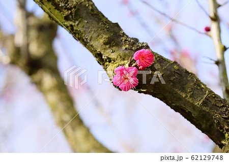 梅の花　一重寒紅 62129748