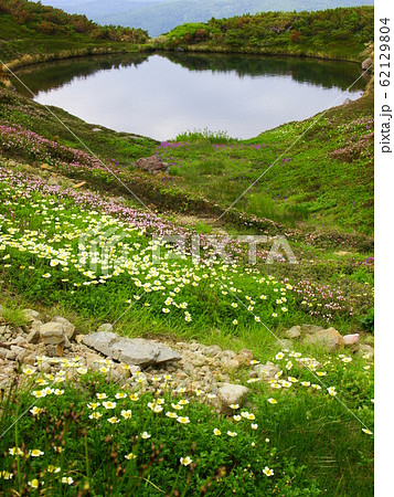 大雪山系　旭岳の高山植物 62129804