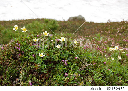 大雪山系 旭岳の高山植物 大雪山系 旭岳の高山植物 62130985