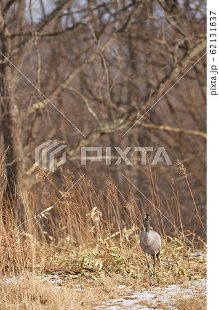 珍しい!北海道に現れたクロヅル 珍しい!北海道に現れたクロヅル 62131637