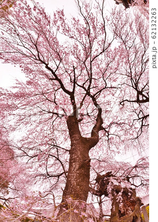 典厩寺のしだれ桜 62132263