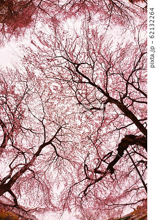 空を覆い隠す典厩寺のしだれ桜 62132264