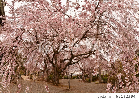 典厩寺境内のしだれ桜 62132394
