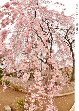満開のしだれ桜 満開のしだれ桜 62132396
