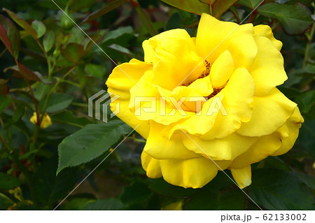 ソリドール　バラ　一輪 62133002