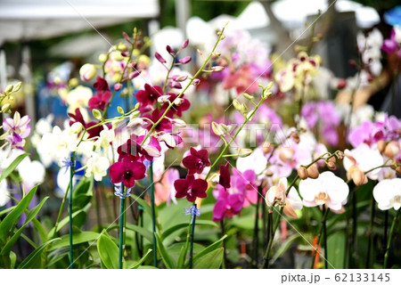 ハワイの休日 ハワイの休日 62133145