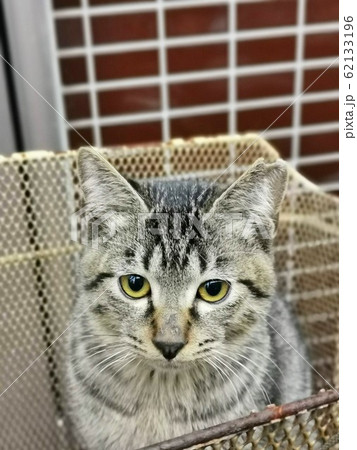 のら猫 62133196