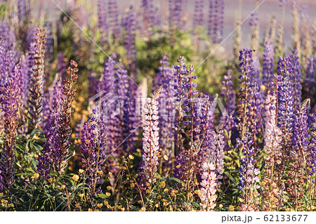 Bush Of Wild Flowers Lupine In Summer Field Meadow At Sunset Sunrise. Lupinus, Commonly Known As Lupin Or Lupine, Is A Genus Of Flowering Plants In The Legume Family, Fabaceae 62133677