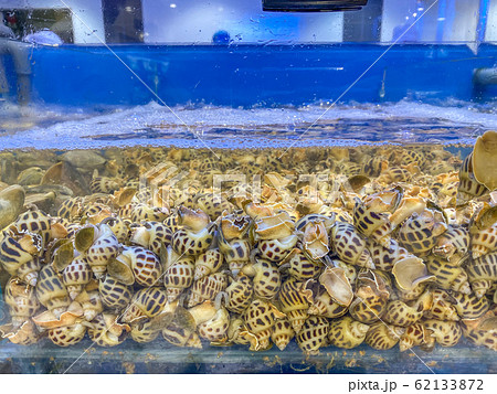 Pile of alive snails in water tank at seafood market Pile of alive snails in water tank at seafood market 62133872