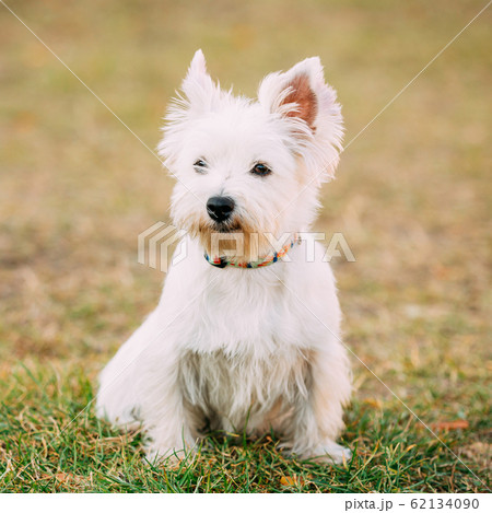 Funny West Highland White Terrier - Westie, Westy Dog Portrait 62134090