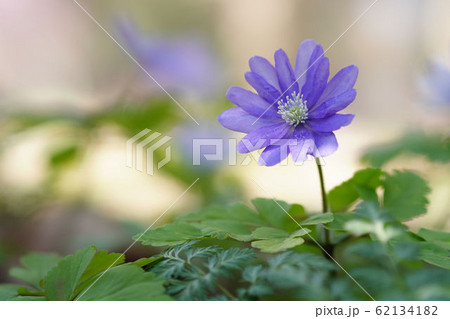 菊咲イチゲ 62134182