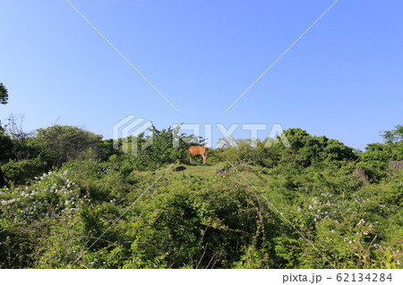 風景 観光 風 62134284