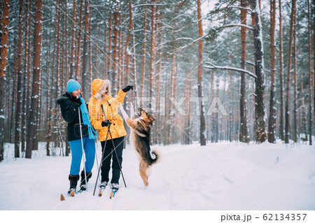 Two Active Young And Adult Caucasian Women Have Fun Are Skiing And Playing With Dog In Winter Snowy Forest. Active Healthy Lifestyle On Winter Nature Two Active Young And Adult Caucasian Women Have Fun Are Skiing And Playing With Dog In Winter Snowy Forest. Active Healthy Lifestyle On Winter Nature 62134357