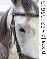 馬 午 動物 62135613